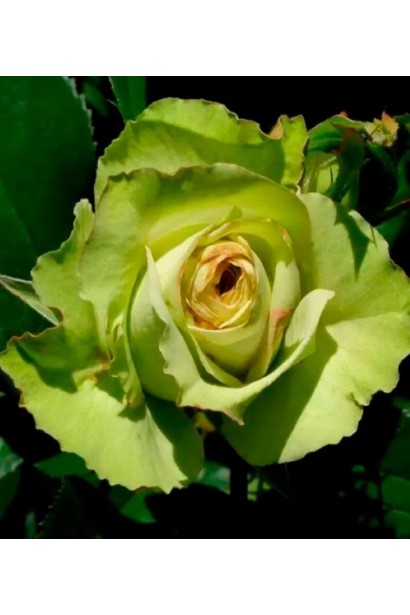 Роза флорибунда Грин Фэшн